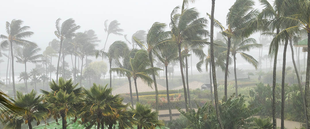 Palm trees blowing in a strong wind with rain falling